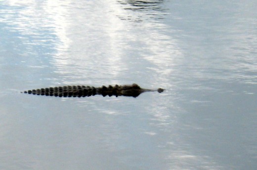 In a picture like this, you can't see the legs or tail moving. The movement can be very slight and still propel the gator forward through the water. 