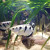 "Land Meets Sea" Mangrove Forest, Seagrass Bed, Banded Archerfish, Banggai Cardinalfish, Spaghetti worm, Haddon's Carpet Anemone. "Land Meets Sea" Mangrove Forest, Seagrass Bed, Banded Archerfish, Banggai Cardinalfish, Spaghetti worm, Haddon's Carpet Anemone.