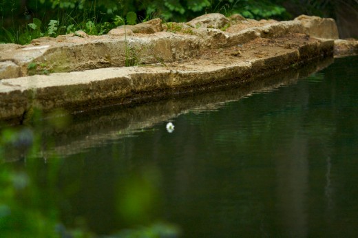 Daisy on pond  (photo by Richard Seldomridge)