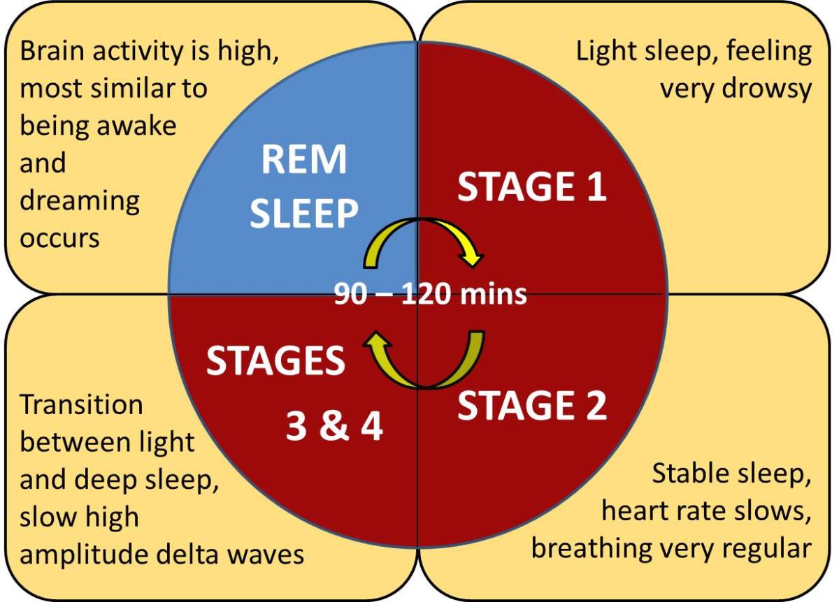 Stages Of Sleep Cycle Chart