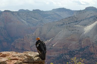 In 2014 a pair of California condors raised a chick in Zion National Park