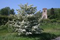 The Magical Hawthorn of May