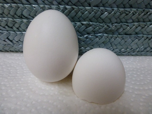 Egg