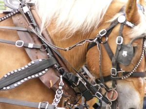 Full harness on horses