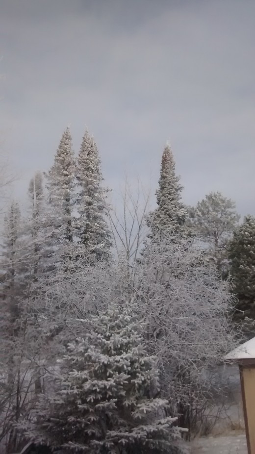 Snow covered trees in winter.