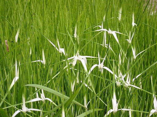 Sedges are moisture loving, grass-like plants that make attractive additions to a rain garden. Photo by noricum.