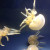 The Lagoon Jelly can be found in the Western Pacific Ocean and also here at the Waikiki Aquarium. The Lagoon Jelly can be found in the Western Pacific Ocean and also here at the Waikiki Aquarium.