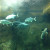 A School of Bluefin Trevally. A School of Bluefin Trevally.