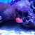 The Peppermint Fish The Peppermint Fish