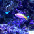 The Barlett Anthias Fish The Barlett Anthias Fish