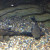 The Suckermouth Catfish The Suckermouth Catfish
