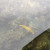 A Yellow Tang. A Yellow Tang.