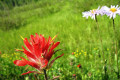 Texas Employment: Over 188,000 Jobs In Flower Mound, Indian Paintbrush Paradise