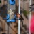 A House Finch at one of my bird feeders. A House Finch at one of my bird feeders.