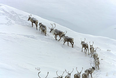 Caribou migrating in ANWR