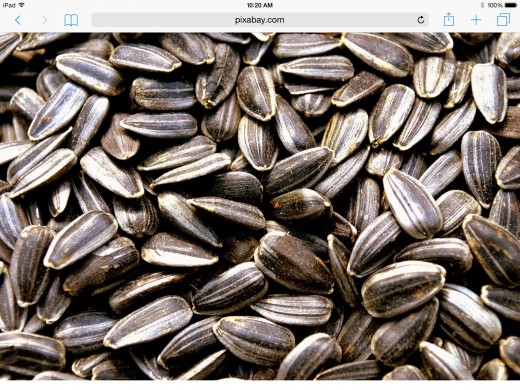 The high energy meat found within both the smaller black-oil and larger grey sunflower seeds.  Is a preferred favorite of many variety of bird species - Fall through summer. 