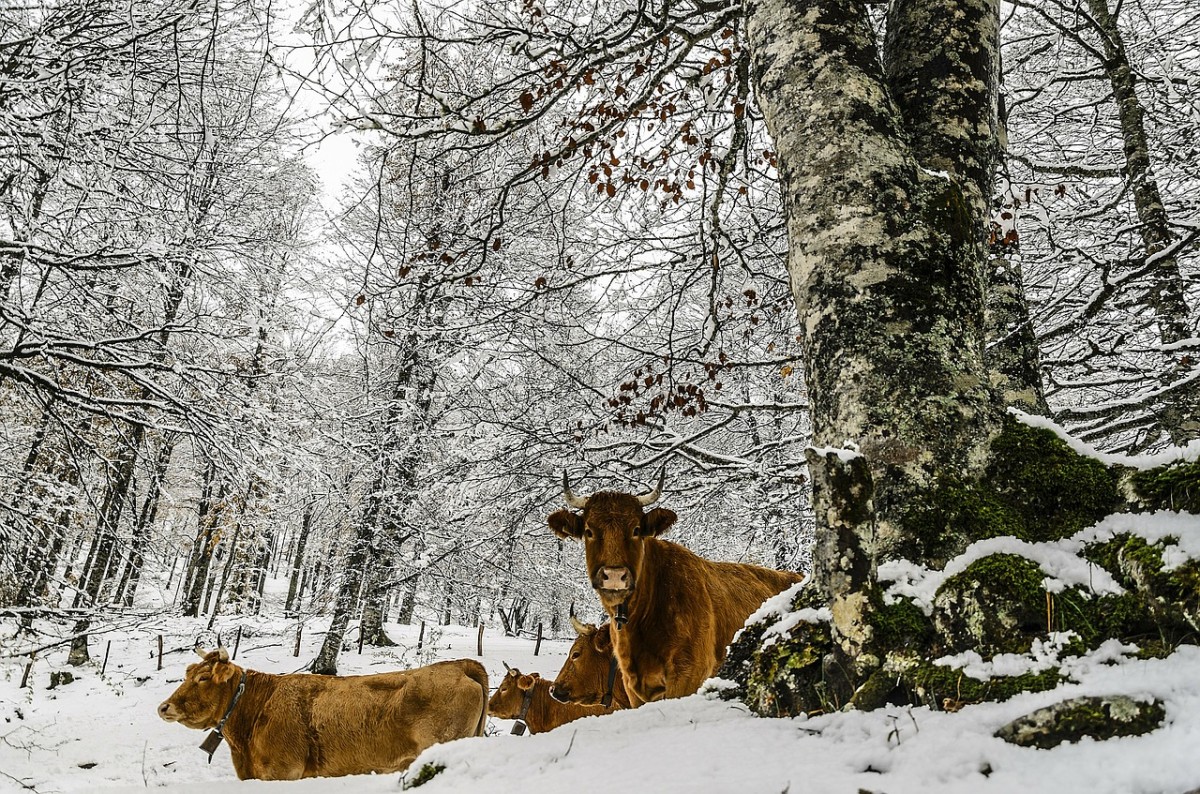 How To Care For Livestock In Winter