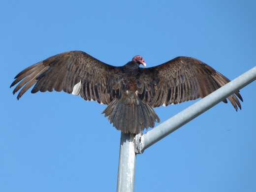 This buzzard was preening and cleaning its feathers atop this lamp post near my house.  It then spread its wings for a good two minutes to dry under the sun.