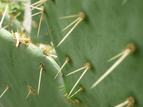 Prickly Pear Cactus, Harlingen, Texas