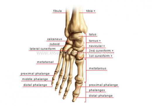 a Little Toe Science