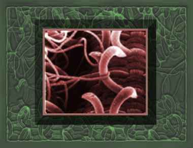 Image courtesy inventors.about.com – Velcro