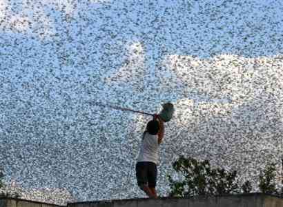 Courtesy  http://www.newprophecy.net/A_child_swings_a_broom_stick_at_a_swarm_of_locusts_in_Mexico.jpg