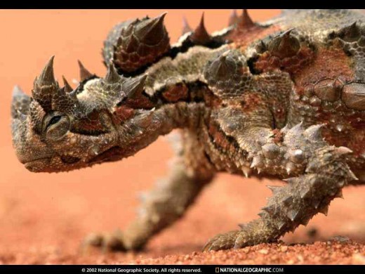 Courtesy  http://photography.nationalgeographic.com/photography/enlarge/thorny-devil_pod_image.html