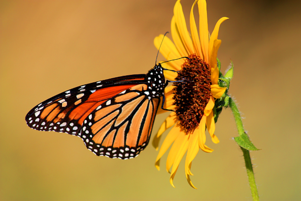 What Can We Do to Help the Monarch Butterfly Population?