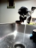 Giving My Cat A Bath