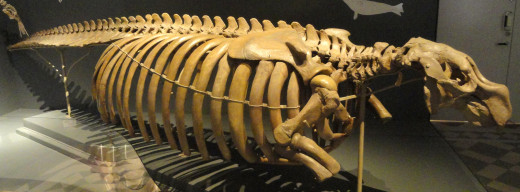 Steller's sea cow skeleton