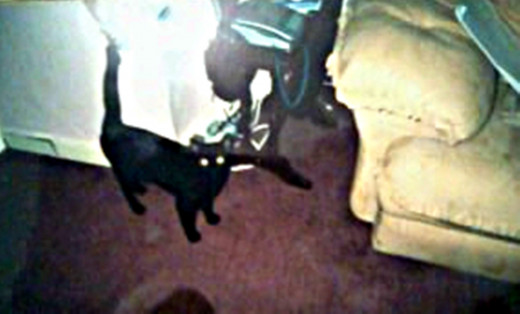 Harley strutting round the lounge