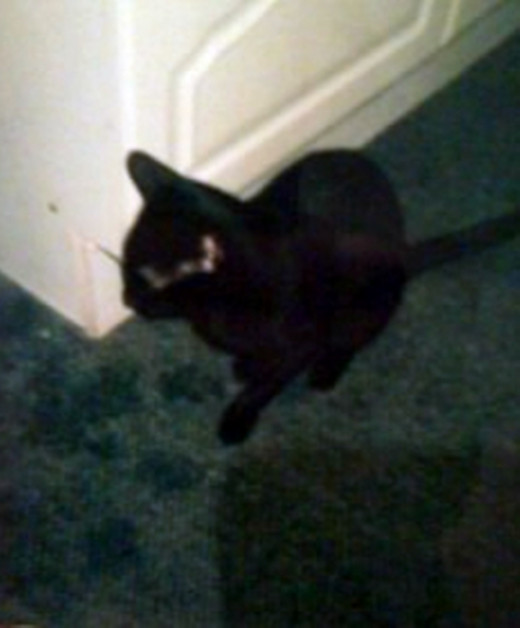 Harley nonchalantly sitting in the kitchen, ignoring me.