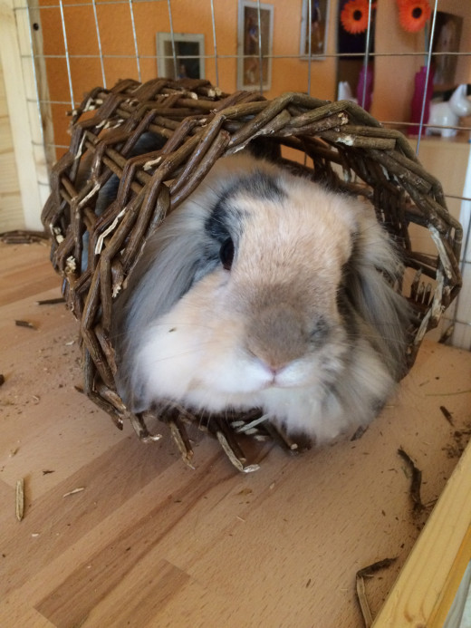 Rabbit adopted by my sister on her trip to Portugal, castrated, born December 2010.