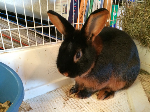 Rabbit adopted by my sister a few weeks ago, castrated, born May 2014.