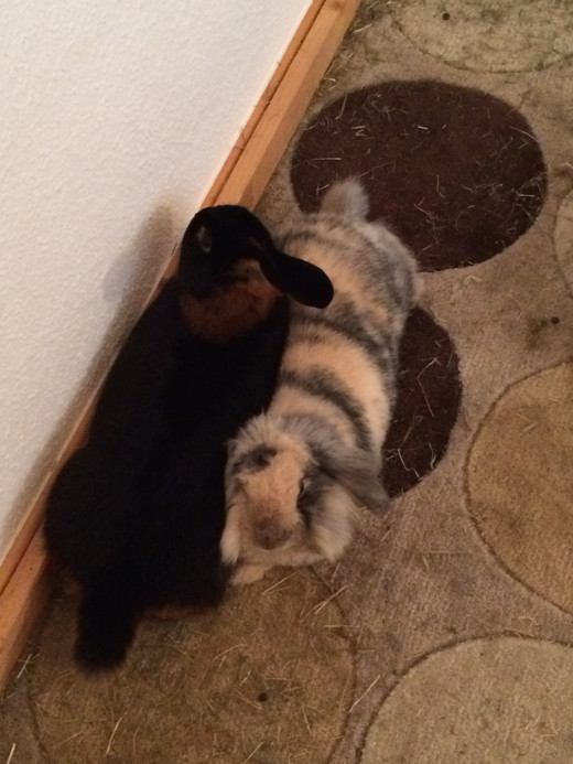 The first success of the socialization process can be seen.