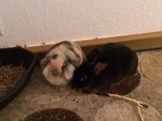 Sleepy and Henry start being close.