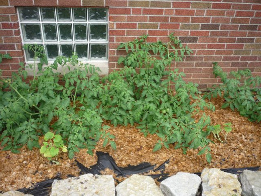 Tomatoes in my 2012 garden before I staked them.