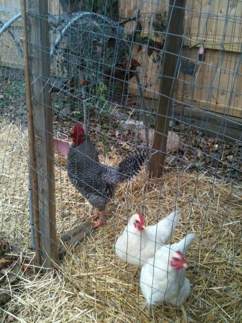 A barred rock rooster and two white rock hens in the chicken run.