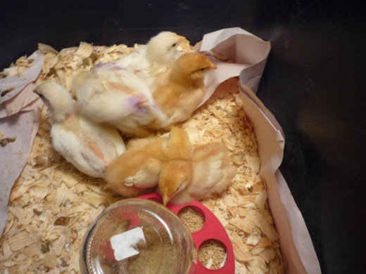 Laying hen chicks in their brooder.
