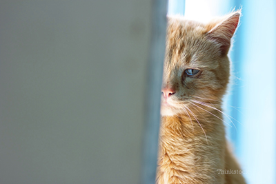 Fear Free Travel With Your Cat