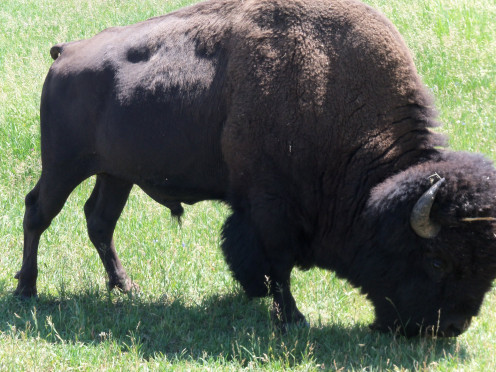 I sort of broke the rule of keeping a safe distance of 25 yards from the buffalo, but look at the great shot!