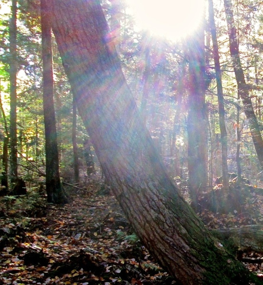 Pristine forest trail with the rays of sunlight shining through the trees. 