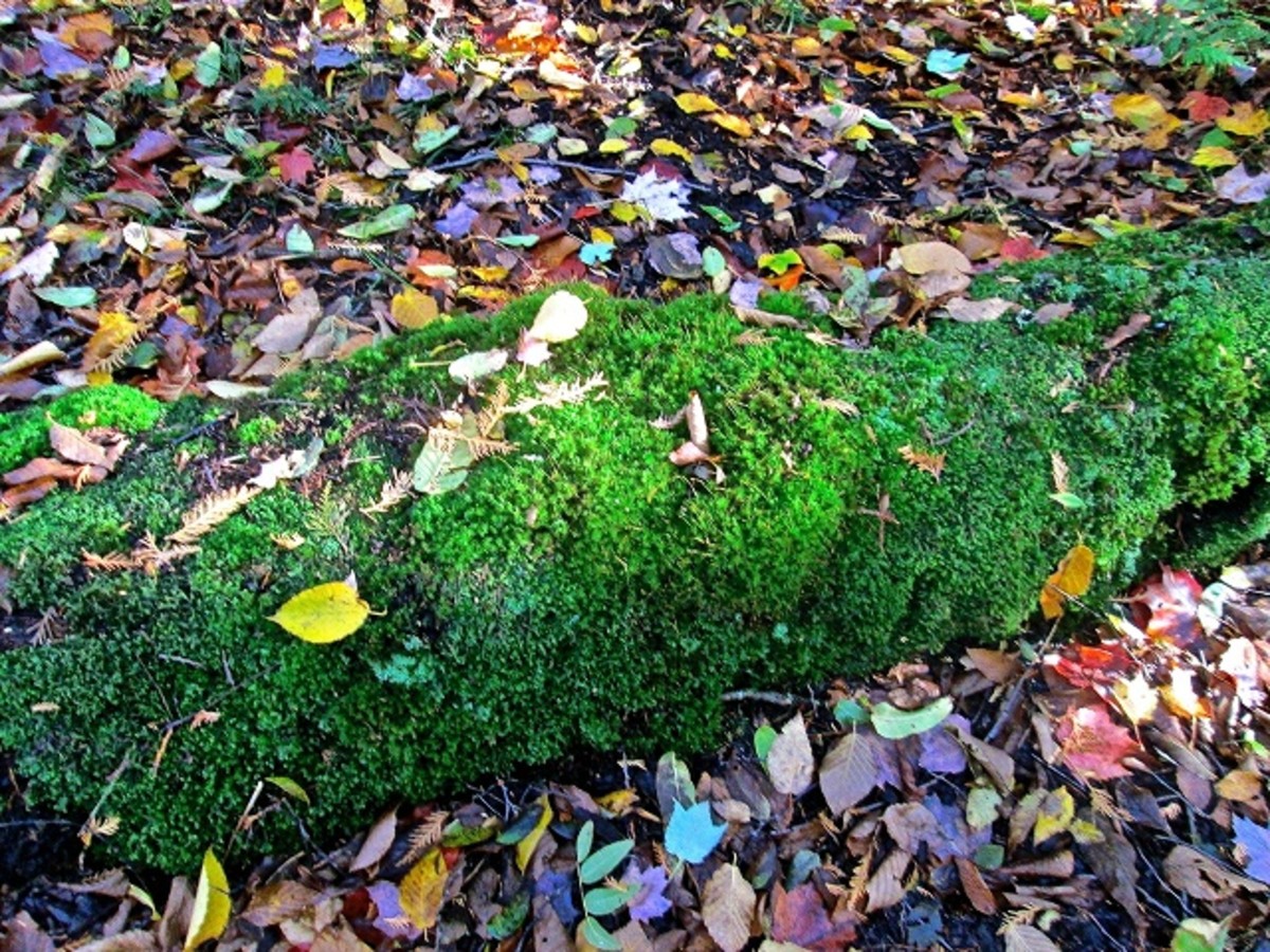 Moss covered log