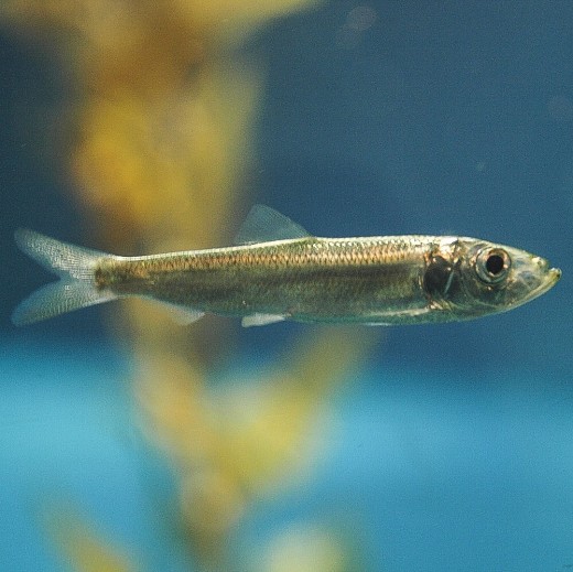 The Lives of Food Fish Pacific Sardines and Herring Owlcation