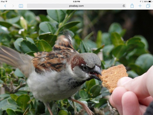 Remember feeding wild birds is simple and is not expensive at all.  A majority of birds will be glad to have the scraps leftover from your dinner.  Or even something as simple as a cracker.  Remember Polly - He wasn't fussy was he when it cameto seed