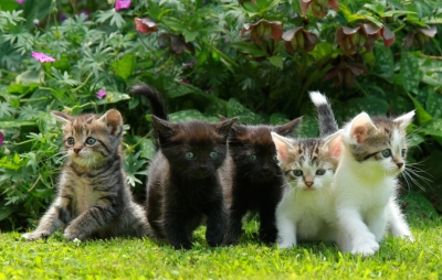 Adorable little kittens!