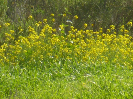 Flowers Flinging forth their Pollen