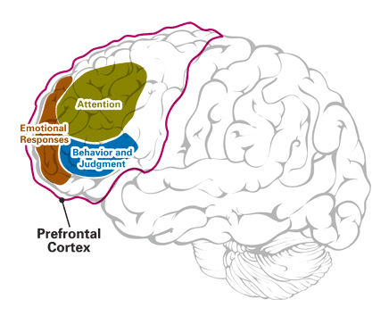 Pre-Frontal Cortex
