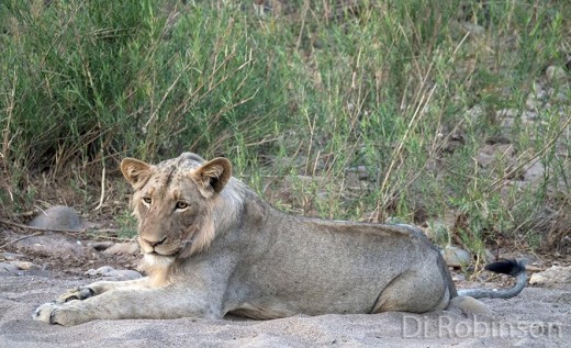 Lions spend a lot of time resting in the shade to keep cool. Photo: Di Robinson.