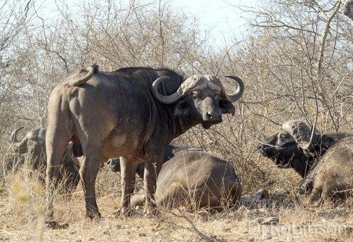 Bachelor herd of buffalo cruising through the savannah. Photo: Di Robinson.